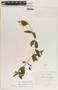 Mandevilla subsagittata image