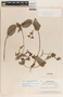 Mandevilla subsagittata image