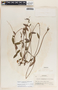 Mandevilla subsagittata image