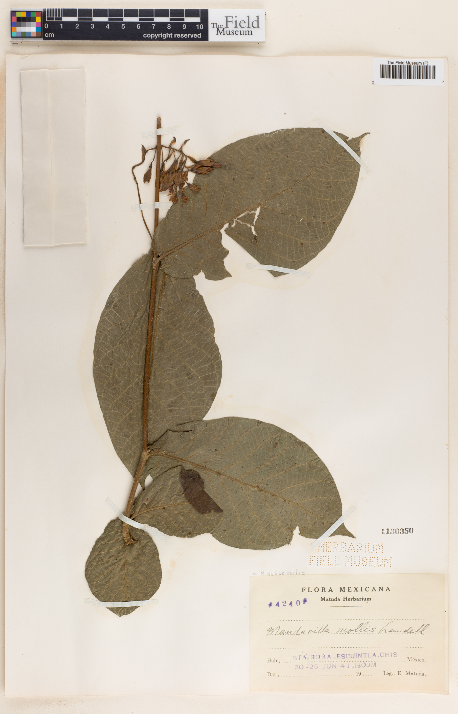 Mandevilla subsessilis image