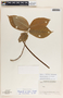 Mandevilla subsessilis image