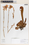 Darlingtonia californica image