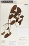 Mandevilla veraguasensis image