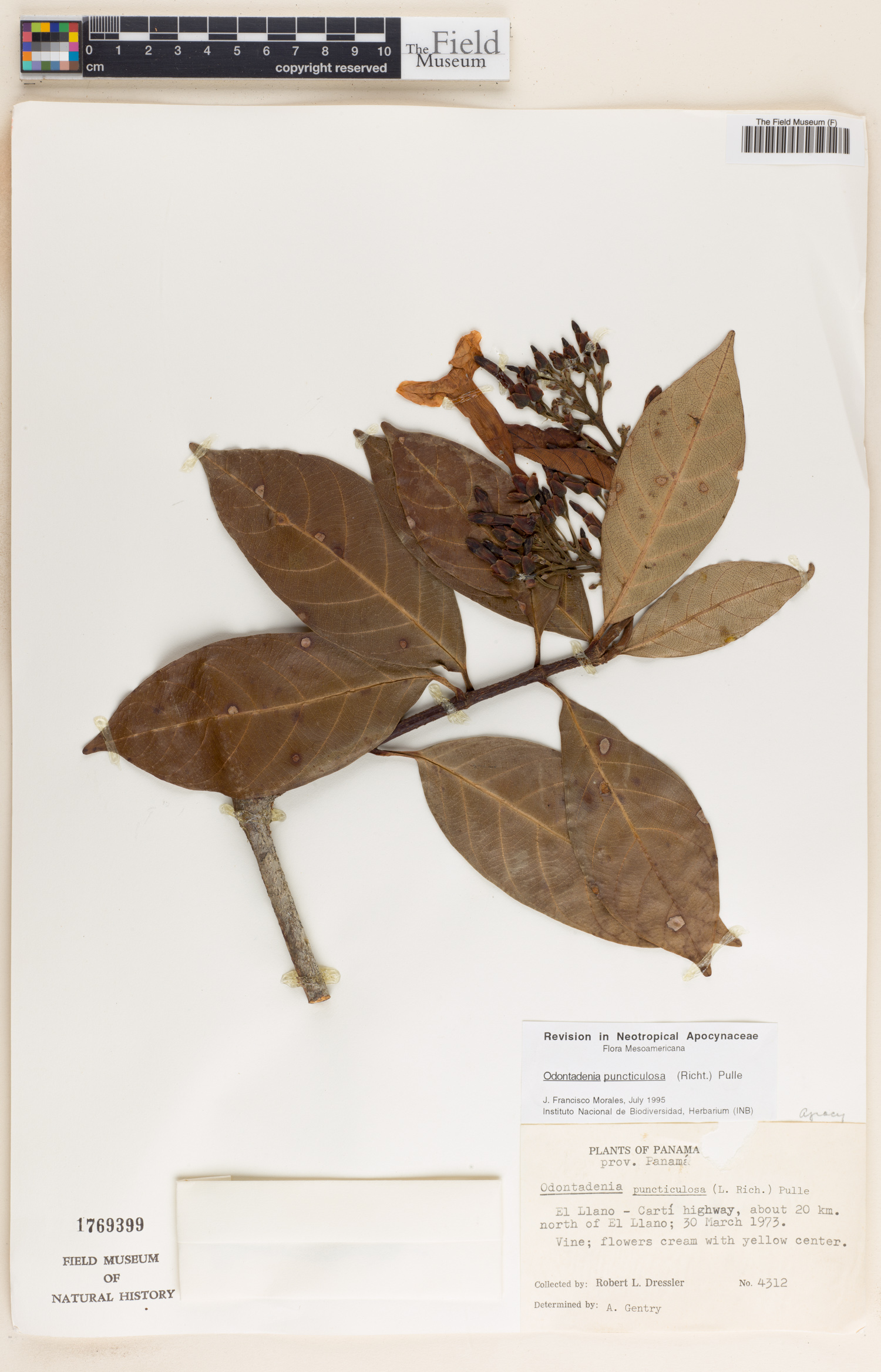 Odontadenia puncticulosa image