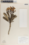 Plumeria obtusa image