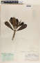 Plumeria obtusa image