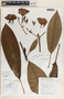 Plumeria rubra image