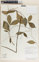 Prestonia exserta image