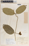 Prestonia longifolia image