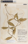 Prestonia longifolia image