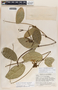 Prestonia longifolia image
