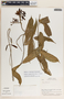 Prestonia longifolia image