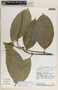 Prestonia longifolia image