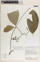 Prestonia longifolia image