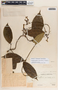 Prestonia longifolia image
