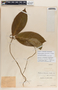 Prestonia longifolia image