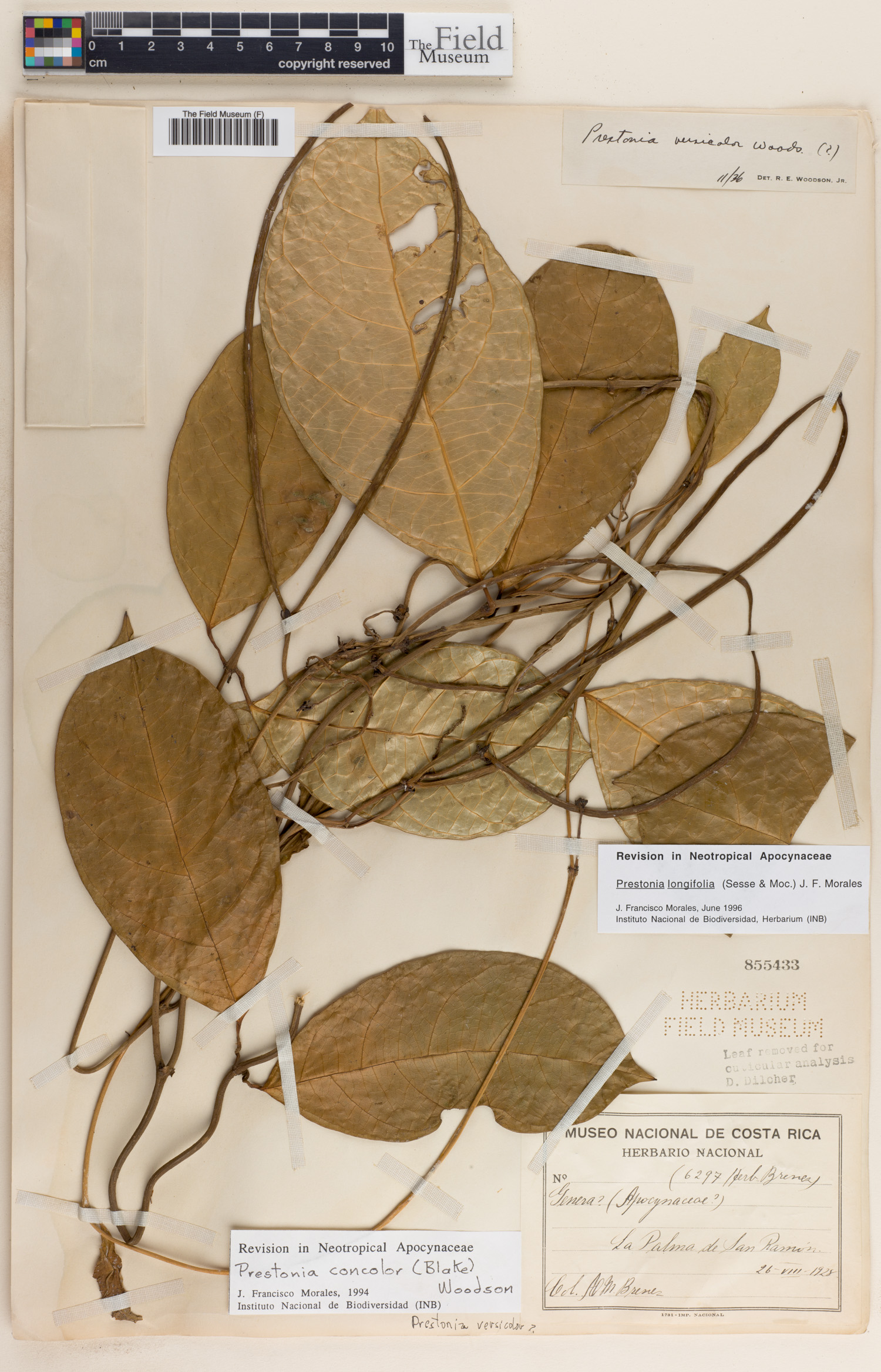 Prestonia longifolia image