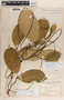 Prestonia longifolia image