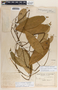 Prestonia longifolia image