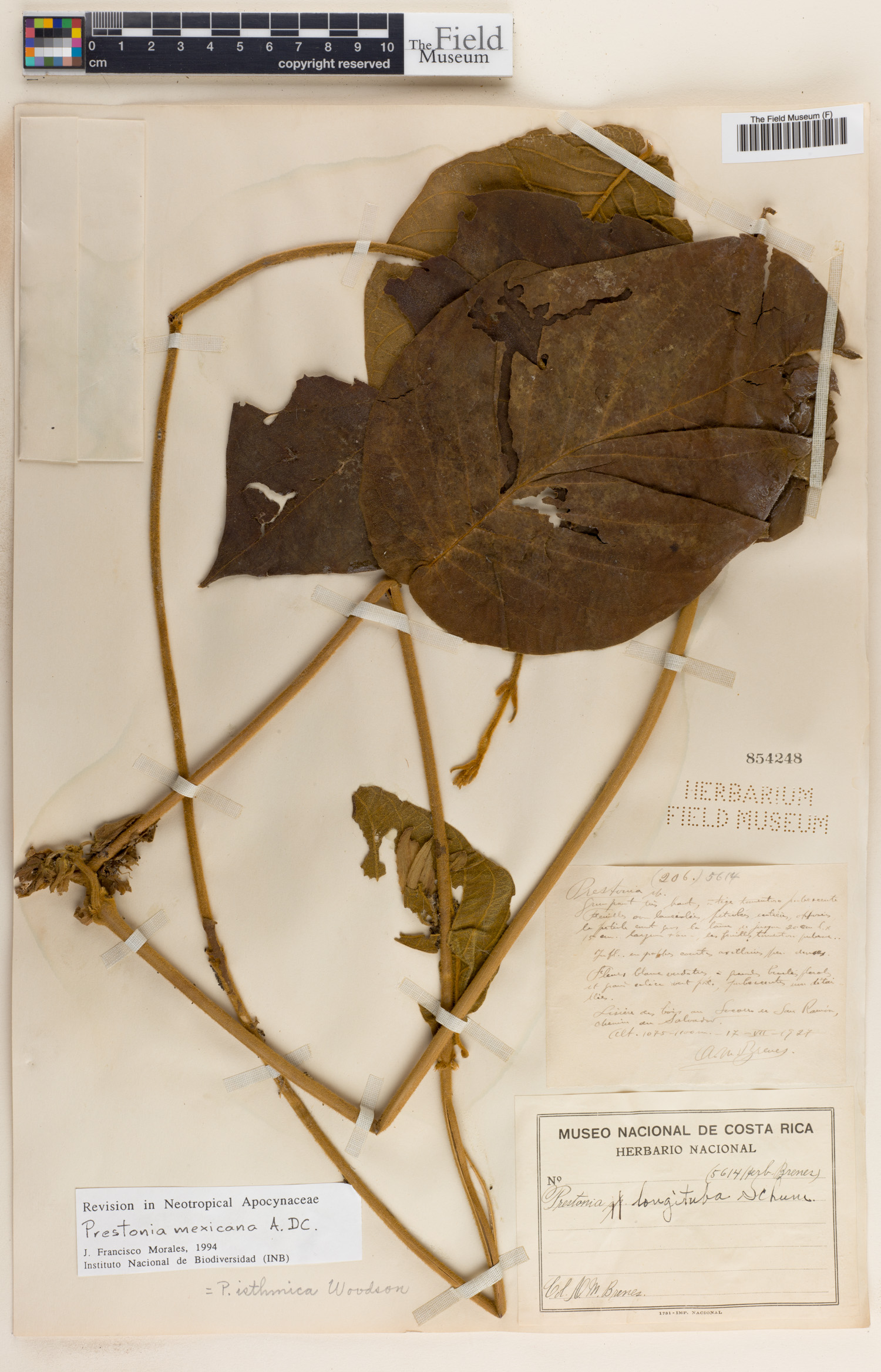Prestonia mexicana image
