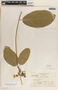 Prestonia portobellensis image