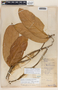 Prestonia portobellensis image
