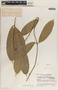 Prestonia portobellensis image