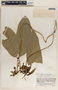 Prestonia portobellensis image