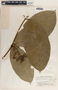 Prestonia portobellensis image