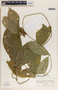 Prestonia portobellensis image