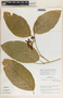 Prestonia portobellensis image