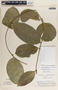 Prestonia portobellensis image