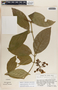 Prestonia portobellensis image