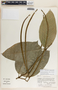 Prestonia portobellensis image