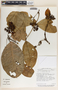 Prestonia portobellensis image