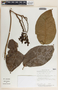 Prestonia portobellensis image