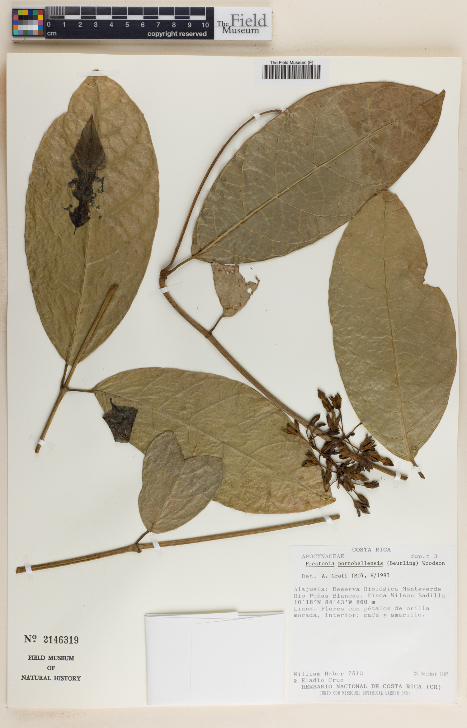 Prestonia portobellensis image