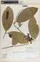 Prestonia portobellensis image