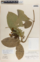 Prestonia portobellensis image
