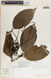 Prestonia portobellensis image