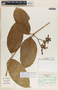 Prestonia portobellensis image