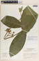 Prestonia portobellensis image