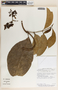 Prestonia portobellensis image