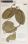 Prestonia portobellensis image