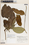 Prestonia portobellensis image