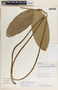 Prestonia portobellensis image