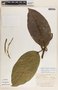 Prestonia portobellensis image