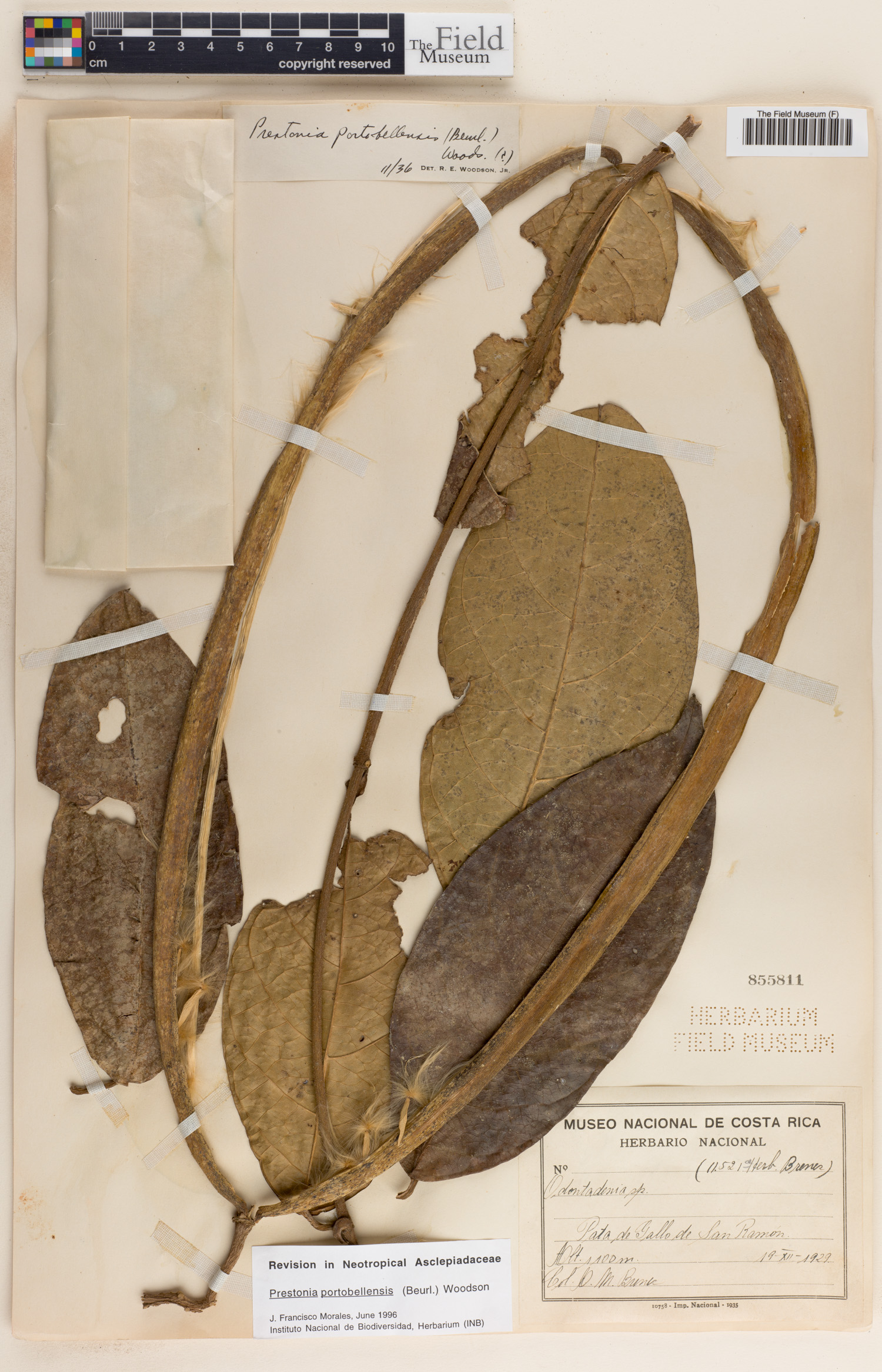 Prestonia portobellensis image