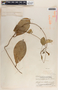 Prestonia quinquangularis image