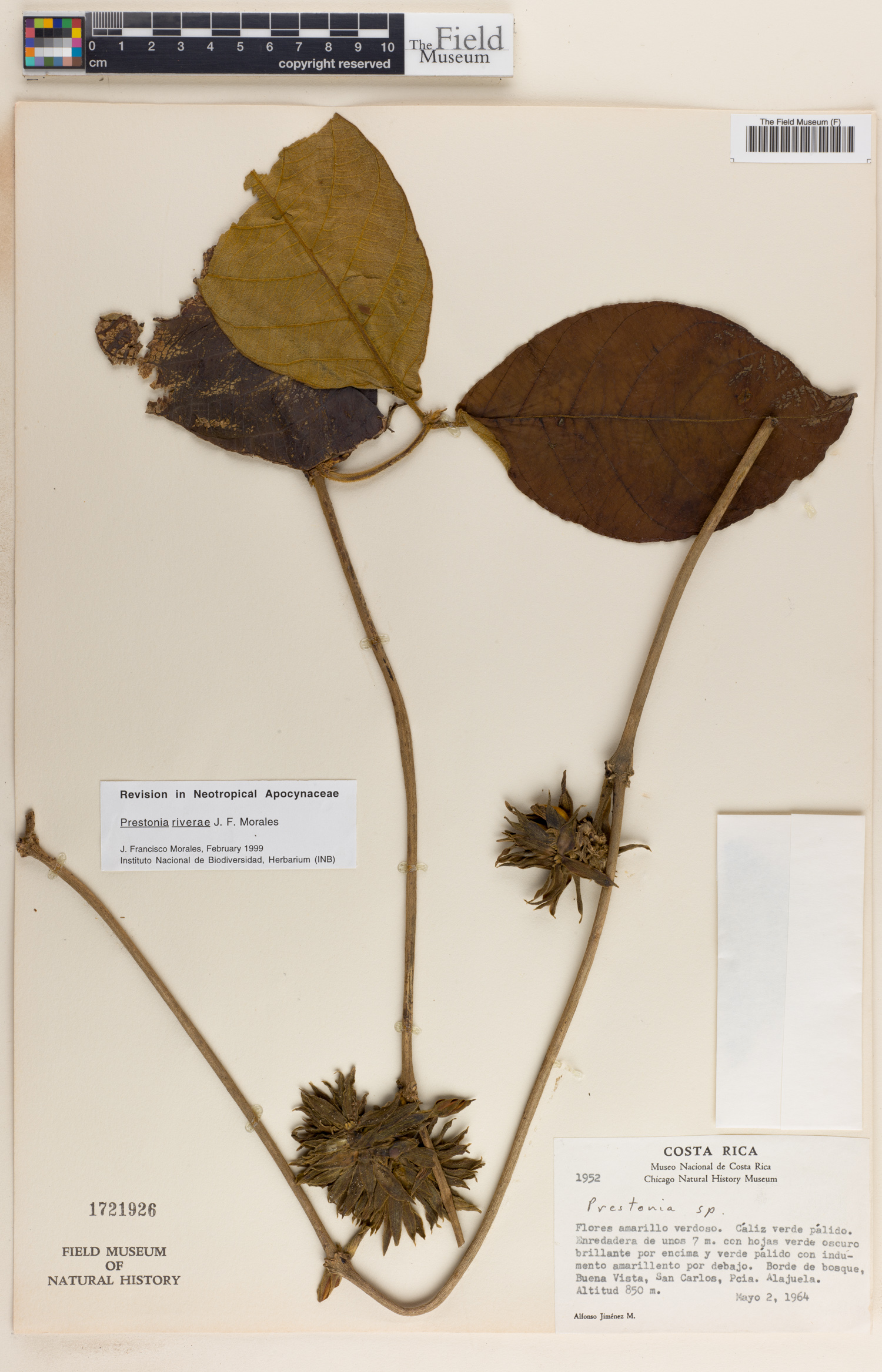 Prestonia riverae image